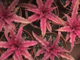 Rare Cryptanthus Ruby Star Pink Star Succulent Plant Earth Planting Succulents Plants Florida Native Plants