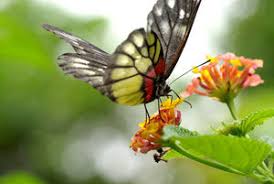 2 see answers advertisement advertisement brainly user brainly user this is an example of mutualism. The Butterfly Pollinates The Flower What Is The Relationship Between The Two Organisms A Host B Brainly Com