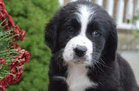 Learn more about molly today. Golden Mountain Dog Breed Health Temperament Training Feeding And Puppies Petguide
