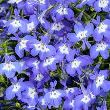 Image result for lobelia