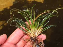 Image result for Isoetes alstonii