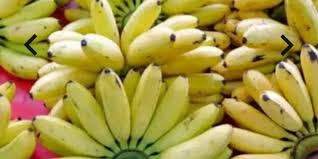 Berikut ini adalah beberapa gambar batik untuk anak tk. Guru Berbagi Tema Tanaman Buah Pisang