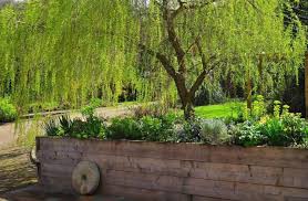 Haengebaeume Garten Trauerweide Hochbeet Holz Buesche Landschaftsgestaltung Garten Pflanzen Garten Baume Garten