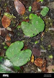 Image result for Tarchonanthus trilobus