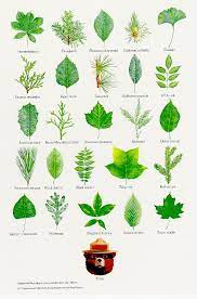 Environmental leaf scorch occurs when tree leaves have literally been burned by the sun, hot temperatures or a general lack of rain. 15 Of Smokey Bear S Best Nature Posters Tree Leaf Identification Leaf Identification Nature Posters