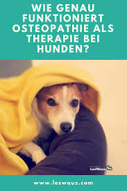 Wie Funktioniert Osteopathie Als Therapie Fur Hunde Hunde Angstlicher Hund Hund Naturlich