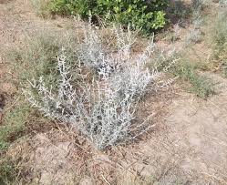 Image result for Aerva javanica