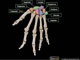 Image result for Normal Anatomic Position of the Hand and Wrist