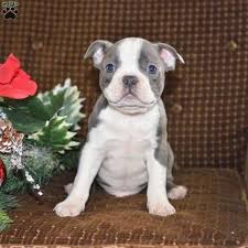 They were born december 17 and be ready for pickup february 11. Tyson Boston Terrier Puppy For Sale In Ohio Boston Terrier Puppy Boston Terrier Terrier
