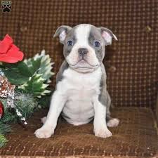 Boston terrier in dogs & puppies for rehoming in ontario. Tyson Boston Terrier Puppy Boston Terrier Puppy Boston Terrier Terrier