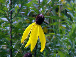 Image result for Cineraria pinnata