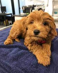 Browse thru goldendoodle puppies for sale near painesville, ohio, usa area listings on puppyfinder.com to find your perfect puppy. 6 Best Goldendoodle Breeders In Ohio 2021 We Love Doodles