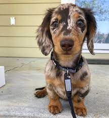 See full list on dogarea.org Posted To R Dachshund Yesterday Thought You All Would Like Her Too Willow Is A 3 Month Old Miniature Long Haired Dapple Dachshund We Love Her To Pieces Aww