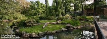 Webcams close to berlin zoologischer garten. Gorillas Land Zoologischer Garten Berlin