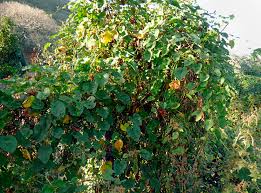 Image result for Merremia