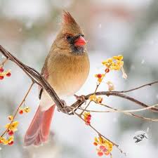 Birds That Look Like Cardinals But Aren T Instagram Image By Jocelyn Morales On Mommy Momilee In 2020 Birds Object Photography