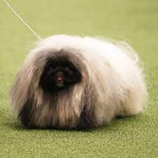 They're soft, cuddly and super pettable, but every pet is unique, so how do you find the right one for you? 18 Long Haired Dogs Afghan Hound Bearded Collie And More