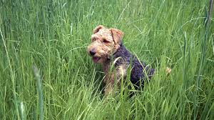 So it is confusing to see them eating grass in the backyard, lawn and in public parks. Reasons Why Dogs Eat Grass And How To Stop It