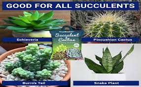 Great savings free delivery / collection on many items. Buy Trustbasket Succulent And Cactus Potting Soil Mix 5 Kg Online At Low Prices In India Amazon In