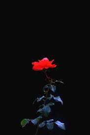 Maybe you would like to learn more about one of these? Rusia Saratov Musim Gugur Senja Taman Park Lipki Mawar Bunga Bunga Bunga Hitam Merah Pikist