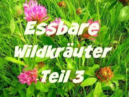 Essbare Wildkrauter Teil 3 Die Wildkrauterfee Krauter Pflanzen Krauterpflanzen Essbare Pflanzen