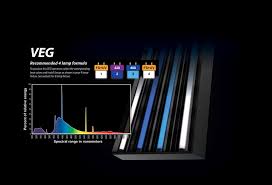 Have you ever seen a spectral distribution for a t5 grow what powerveg does for your plants• promotes extreme photosynthesis for faster growth.• creates a stronger root system.• uv light allows for easy. Eye Hortilux Powerveg 420 4 Ft 54 Watt Ho T5 Fluorescent T5 Bulbs Fluorescent Grow Light Bulbs Grow Light Bulbs Grow Lights