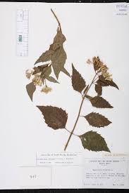 Image result for Chromolaena