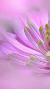 The flower wallpapers also work well as background pictures for your iphone or android smartphone. Pink Flower Wallpaper For Tablet Novocom Top