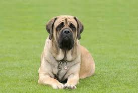 Check spelling or type a new query. All About The Great Dane Mastiff Mix Daniff Facts Information