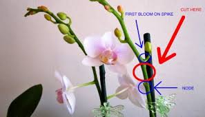 Orchids require little care once all their basic needs are met such as light, temperature, and humidity. How Do I Get My Orchid To Bloom Again Brooklyn Orchids Orchids Garden Growing Orchids Phalaenopsis Orchid