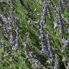 Image result for Lavandula
