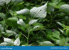 Image result for Boehmeria nivea