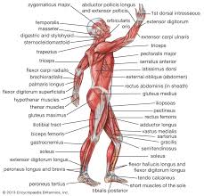 The abdominal muscles also play a major role in the posture and stability to the body and compress the organs of the abdominal cavity during various activities such as breathing and defecation. Human Muscle System Functions Diagram Facts Britannica
