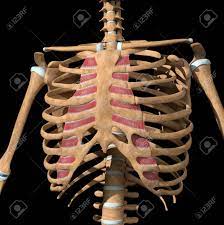 1887 human anatomy print of the rib cage and sternum. This 3d Illustration Shows The Internal Intercostal Muscles On Stock Photo Picture And Royalty Free Image Image 141625671