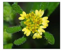 Image result for Sigesbeckia