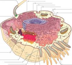 1200x1200 animal cell drawing labeled the diagram of labeled animal cells. Diagram Of Composite Cell Human Anatomy Guws Medical