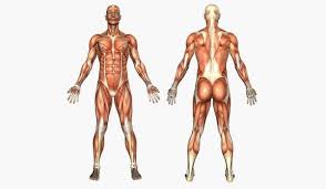Male Female Body Injury Chart 324 Secretos Cuerpo Humano 02