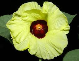 Image result for Thespesia