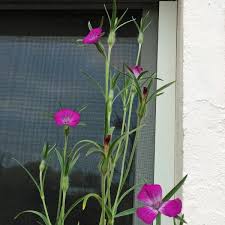 Image result for Agrostemma githago