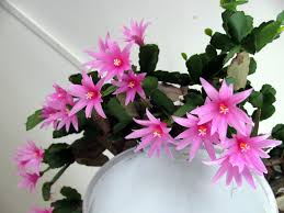 What are the most common species? Growing Non Hardy Cacti In Cold Climates On Line Guide To The Positive Identification Of Members Of The Cactus Family