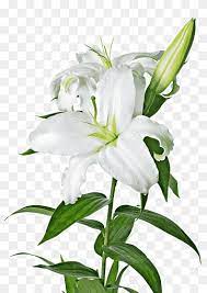 Easter Lily Lilium Candidum Arum Lily Callalily White Artificial Flower Plant Stem Png Pink Lily Flower White Lily Flower Lilium Flower
