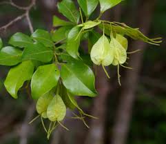 Image result for Hymenocardia