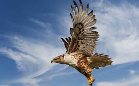 Falcon Wallpaper The great collection of falcon wallpapers for desktop, laptop and mobiles. falcon wallpaper