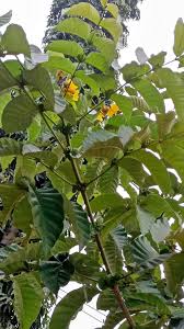 Image result for Markhamia lutea
