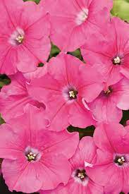 Supertunia Giant Pink Petunia Hybrid Petunias Trellis Plants Flowering Bushes