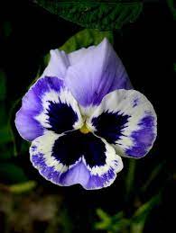 Google Image Result For Http 3 Bp Blogspot Com Cxwhfm9bcri Tz4zluwksei Aaaaa Pansies Flowers Pansies Viola Flower