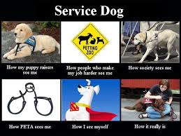 Service Dogs I Like This Take On That Whole What I Do Meme Psychiatric Service Dog Service Dogs Gear Service Dogs