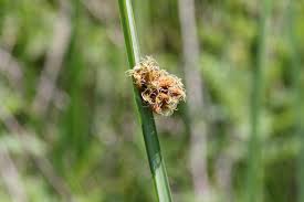 Image result for Schoenoplectus scirpoides