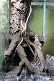 20h Vertical Vivarium Journal Dendroboard Vivarium Bioactive Vivarium Aquarium Landscape
