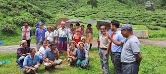 Darjeeling Tea Gardens